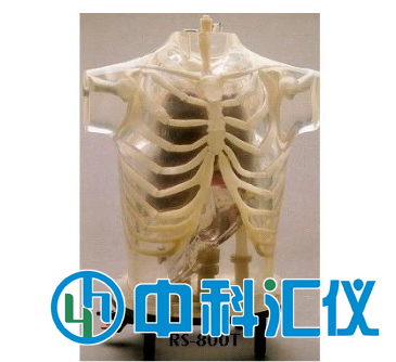 美國RSD ART Phantom胸部模體