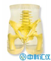 美國RSD RS-113T骨盆模體